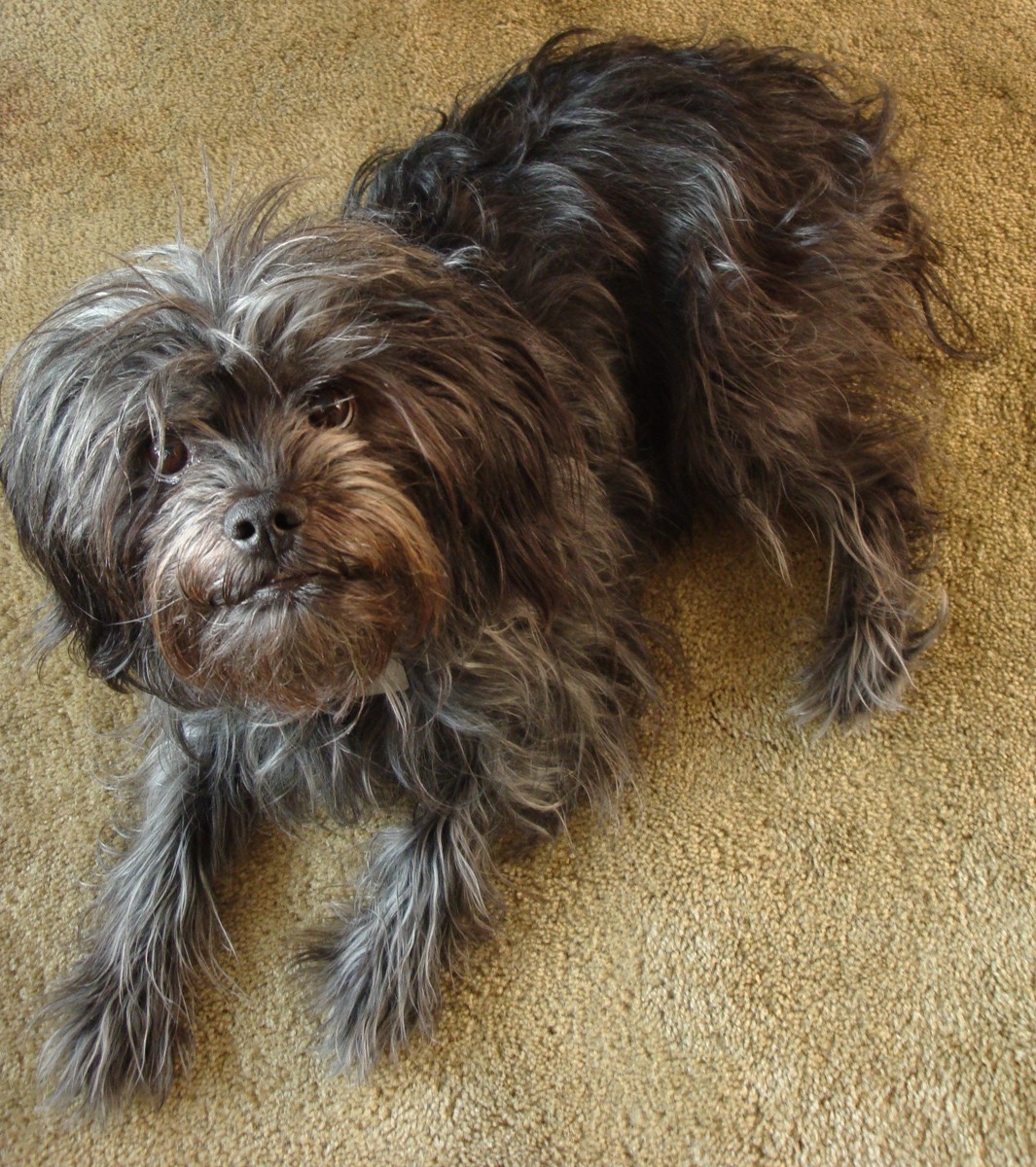 Affenpinscher