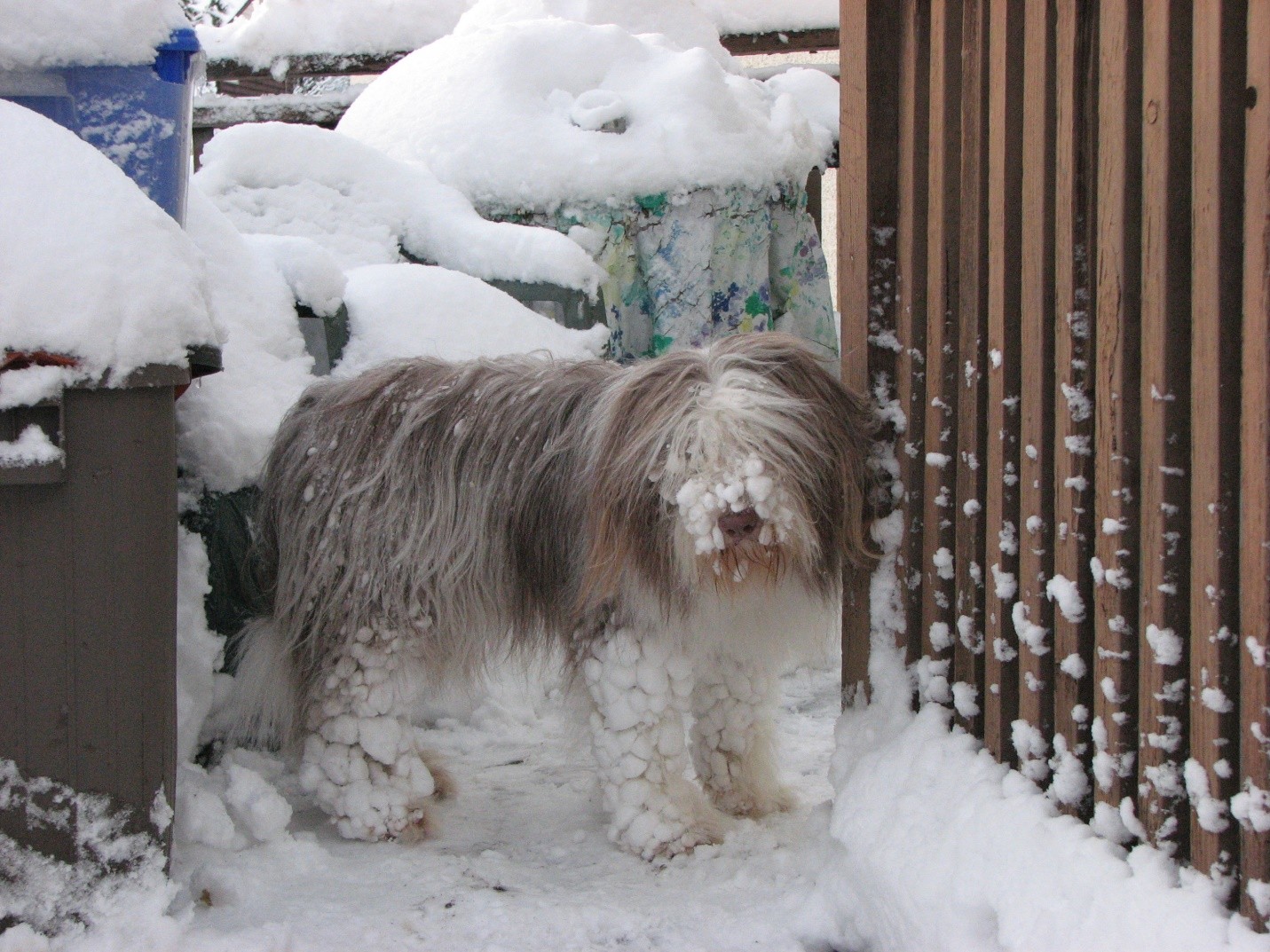 Bearded Collie