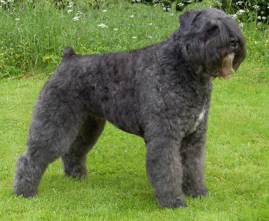 Bouvier des Flanders