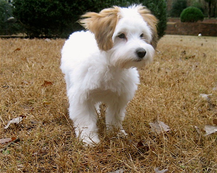 Coton de Tulear