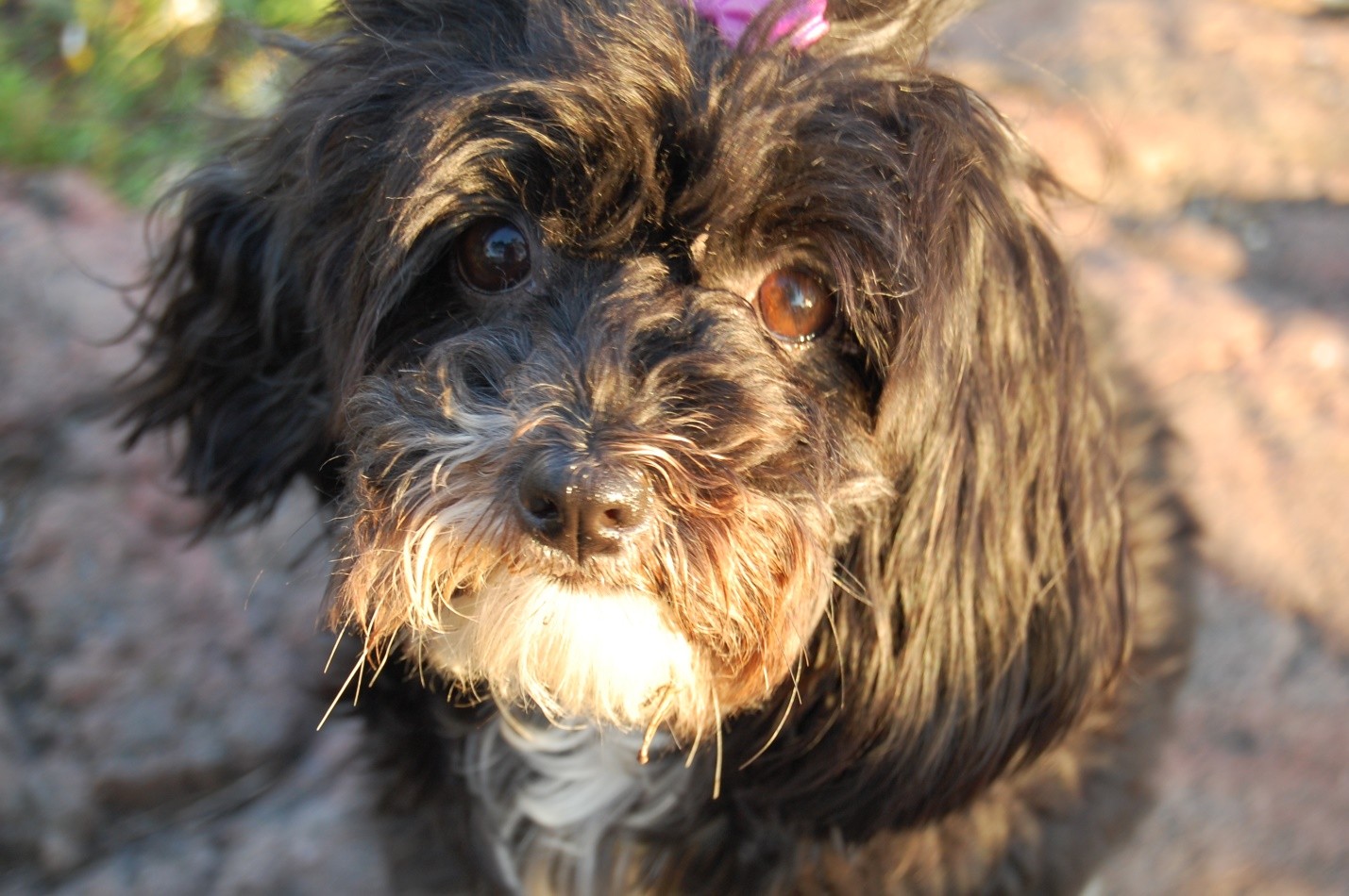 Havanese