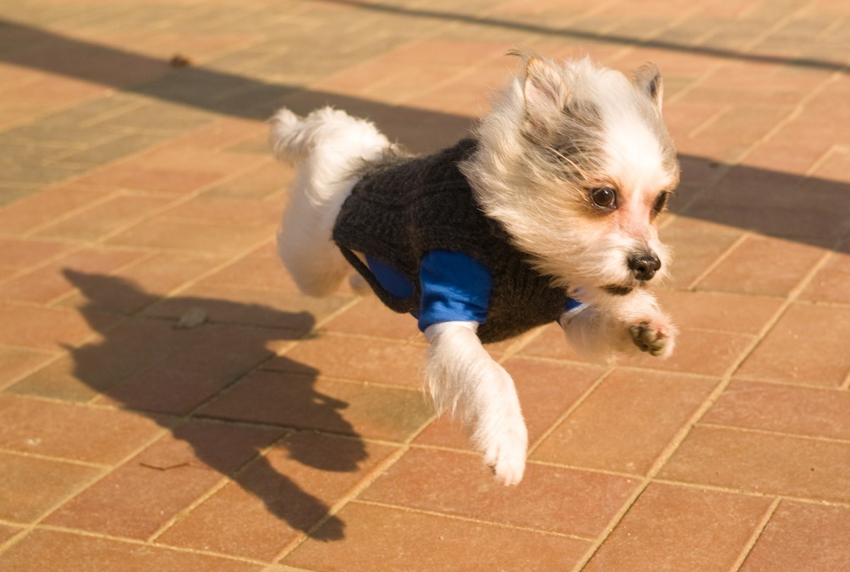 Japanese Chin