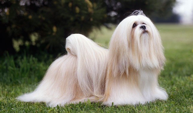 Lhasa Apso