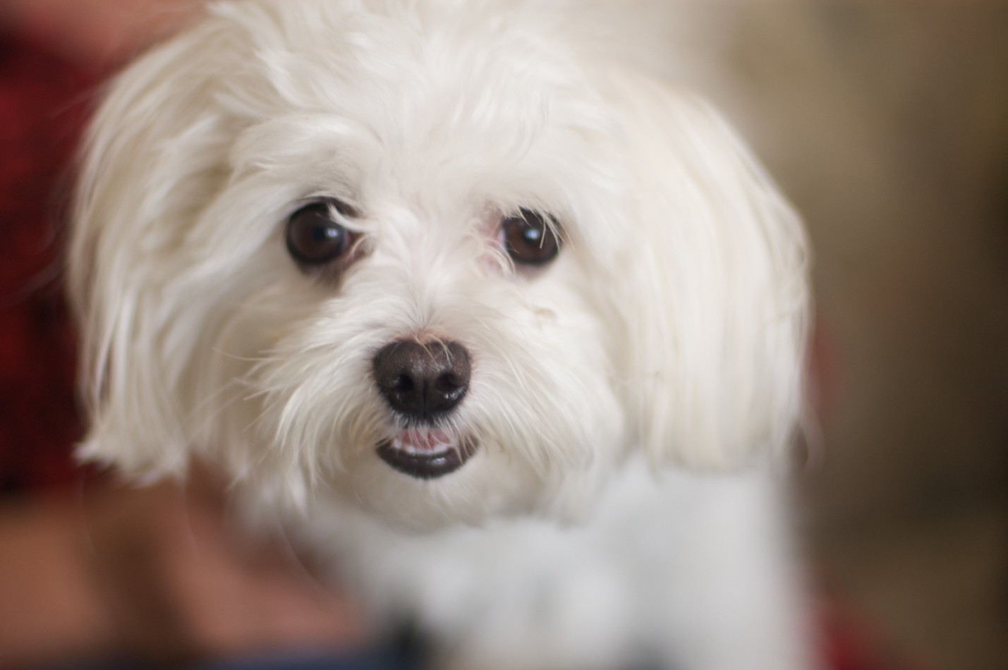 20 Cutest Photos of Small, Fluffy Dog Breeds – Sigma Watch