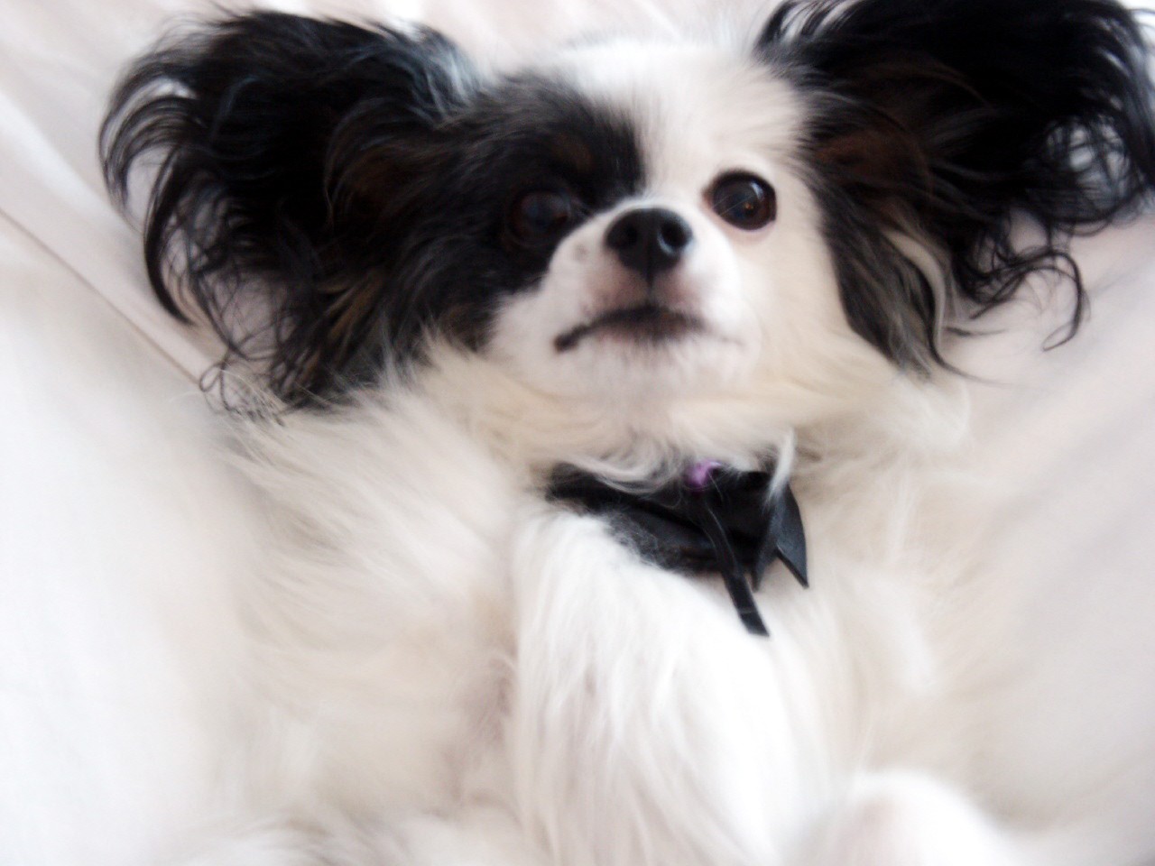 Papillon Dog