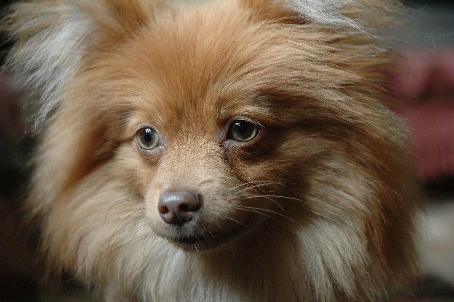 Pomeranian