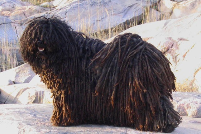 Puli