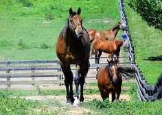 Retired racehorses are not poor keepers