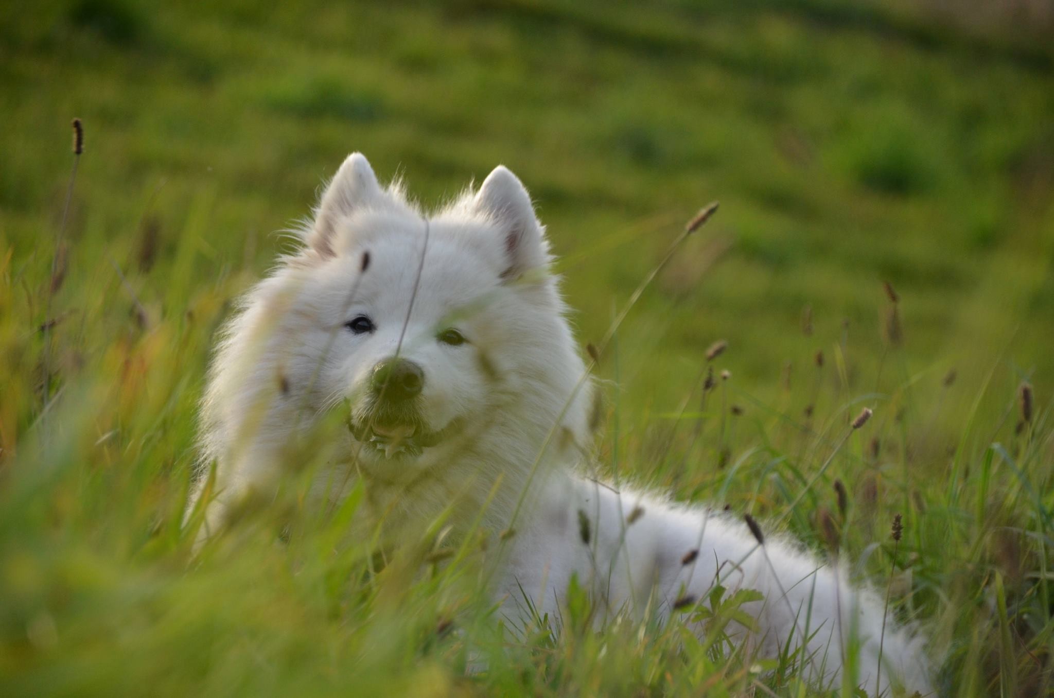 Samoyed