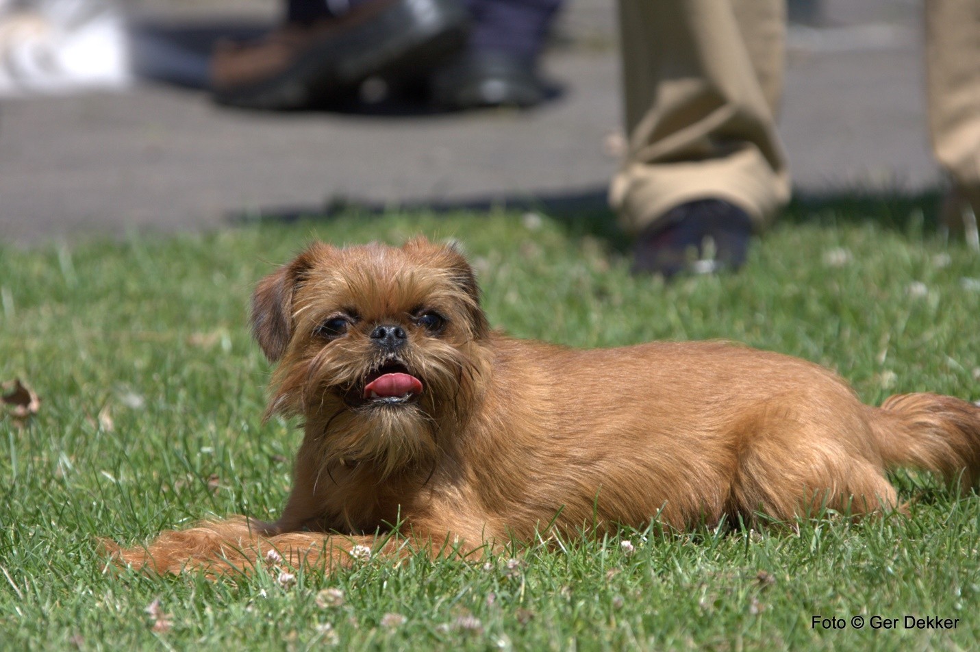 Shih Tzu