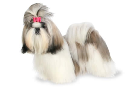 Shih Tzu