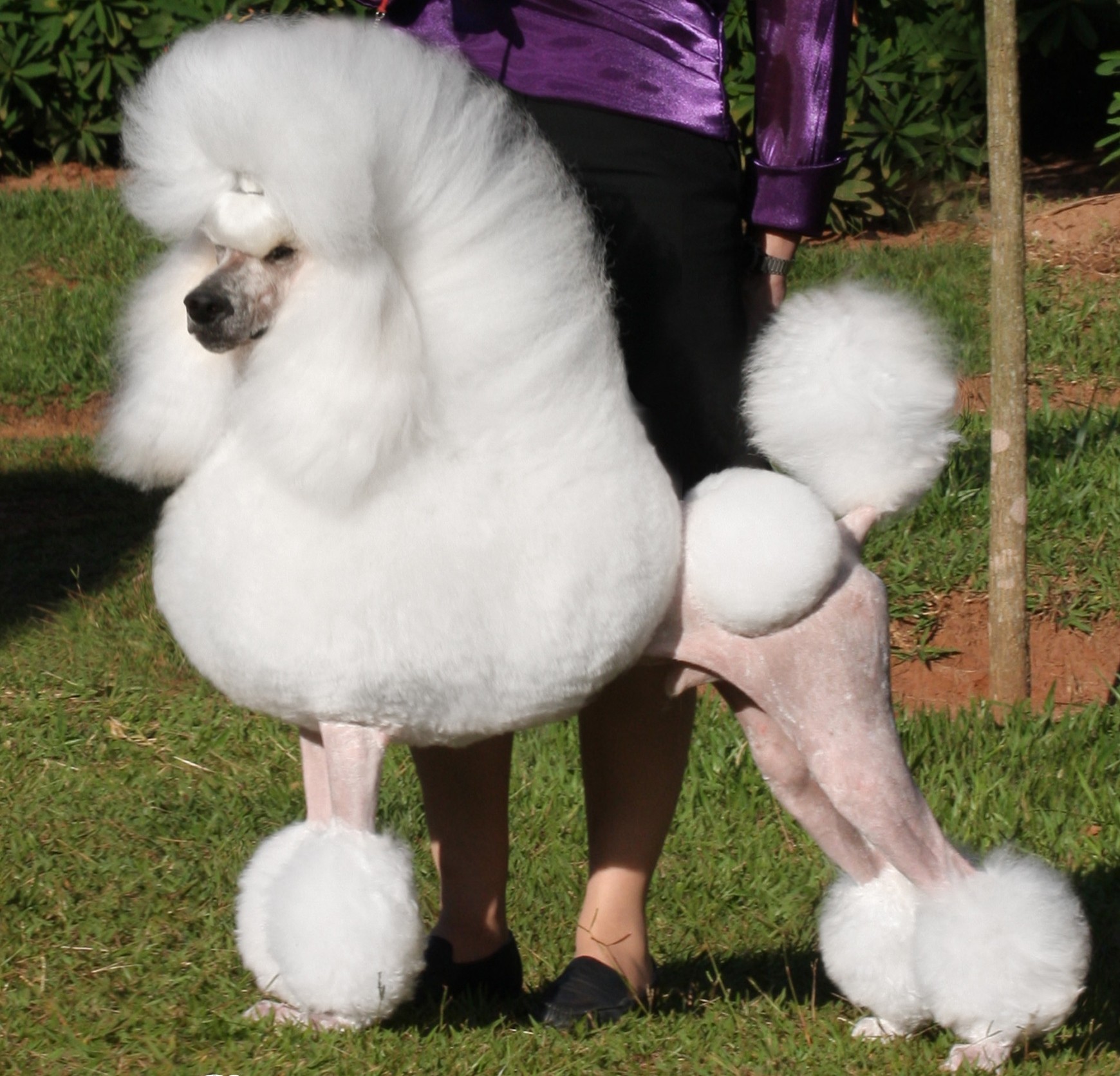 Standard Poodle