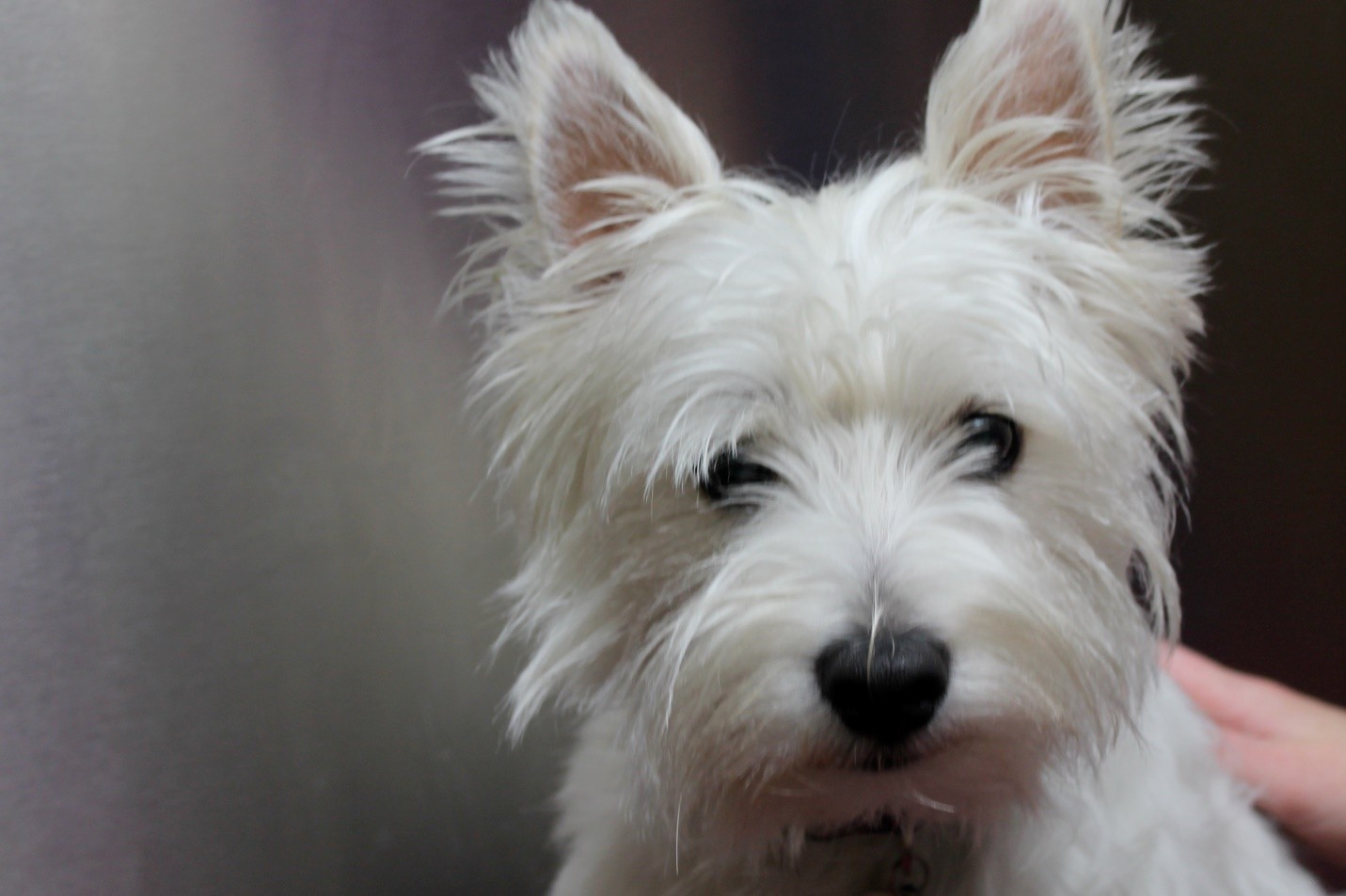 West Highland White Terrier