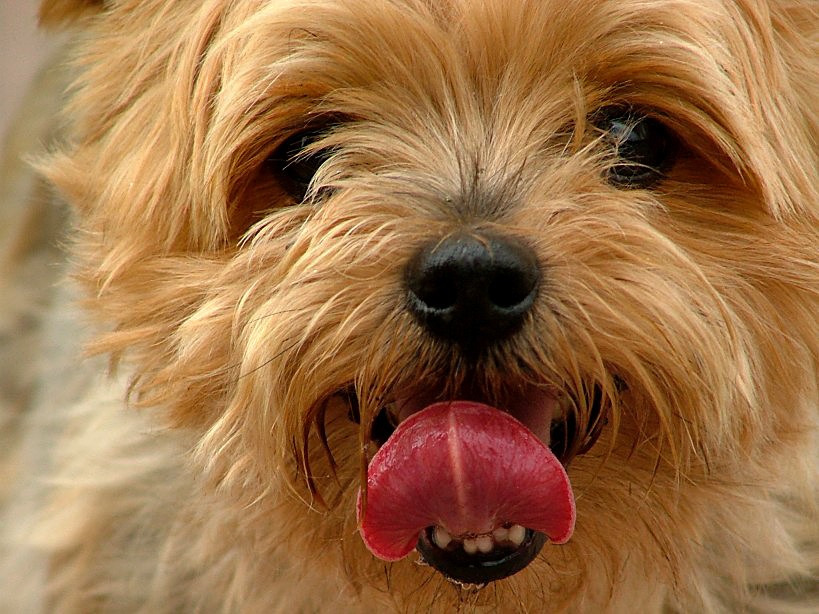 Yorkshire Terrier