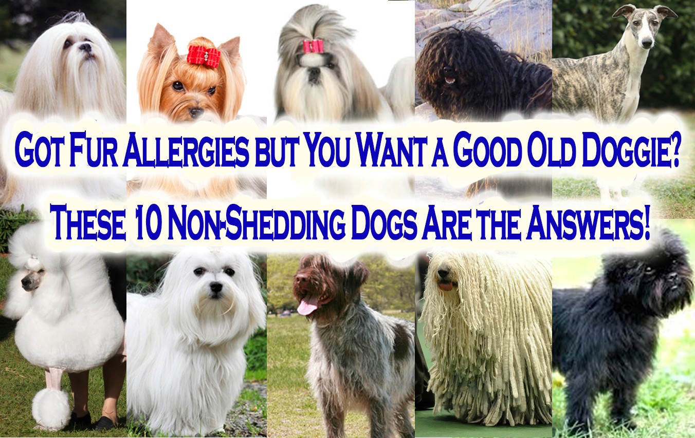 got-fur-allergies-but-you-want-a-good-old-doggie-these-10-non-shedding-dogs-are-the-answers